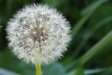 Dandelion seeds - Taraxacum officinale