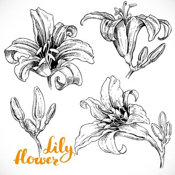 Drawing lily flowers and buds ink on white paper set