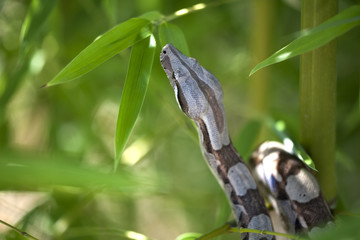 boa constrictor on bamboo branches in a natural environment