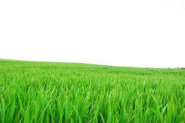 Fototapeta premium Bellissima collina verde