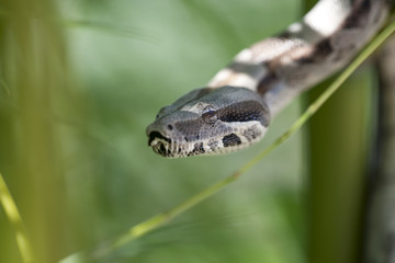boa constrictor on bamboo branches in a natural environment
