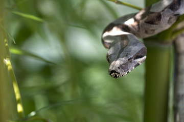 boa constrictor on bamboo branches in a natural environment
