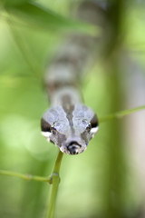 boa constrictor on bamboo branches in a natural environment