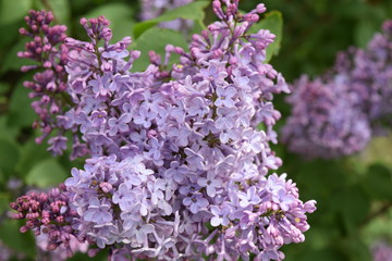 Fototapeta na wymiar Lilac flowers