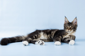  portrait of maine coon cat on blue background