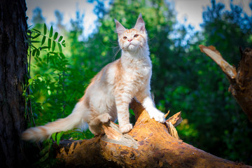 Maine coon cat outside with a curious look on his face.