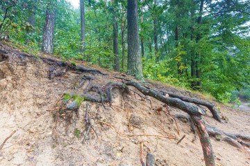 Roots of trees in autumnal forest.