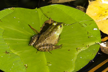 Frog on a Lily Pad