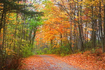 Bike trail through colorful autumn tress