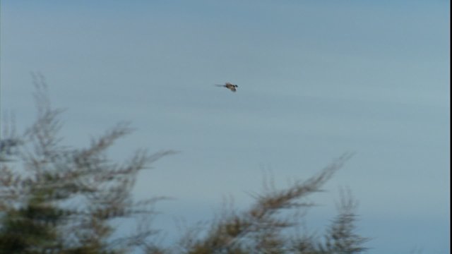 A pheasant flying over a field