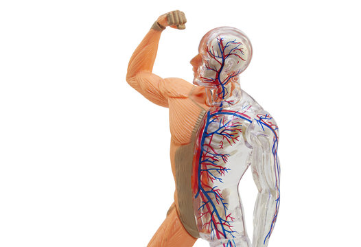 Isolated human anatomy model. Isolated human body model toy.