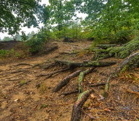 Roots of trees in autumnal forest.