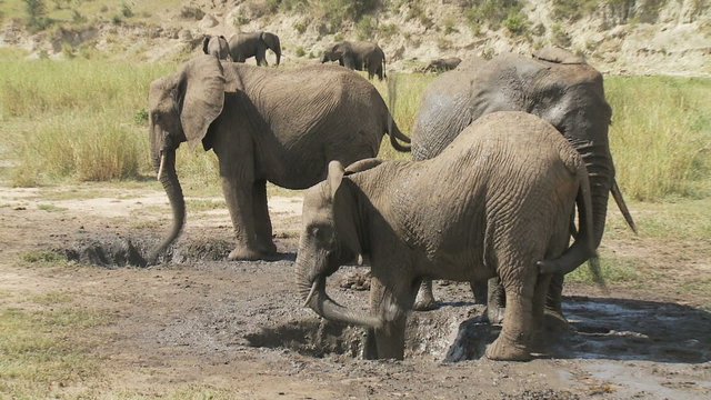 3 elephants, 2 spraying mud at Tarangire