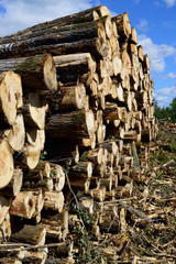 Aspen (Populus tremuloides) on Summer Log Landing