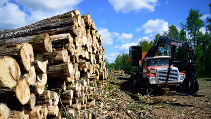 Quaking Aspen (Populus tremuloides) on Summer Log landing