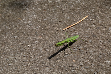 カマキリ