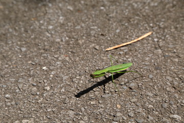 カマキリ