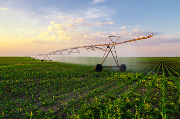Agricultural irrigation system watering corn field on sunny summ