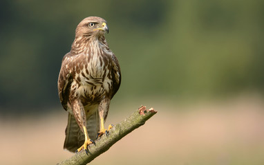 Common buzzard (Buteo buteo)