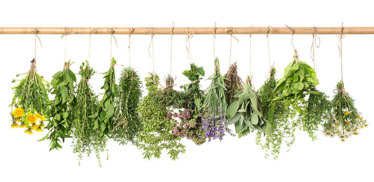 Herbs hanging isolated on white. basil, rosemary, thyme, dandeli