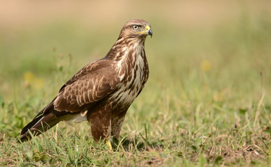 Common buzzard (Buteo buteo)