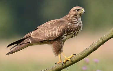 Common buzzard (Buteo buteo)