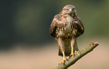 Common buzzard (Buteo buteo)