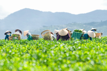 Workers are harvesting tea in plantation in Dalat, Vietnam. Dalat city is Vietnam's largest vegetable and flowers growing area. Dalat is one of the best tourist city in Vietnam.