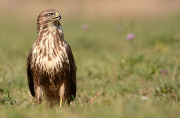 Common buzzard (Buteo buteo)