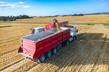 Filling the truck with wheat seeds