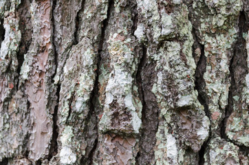 Tree bark texture