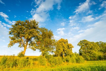 Rural road with trees at sunny autumnal afternoon