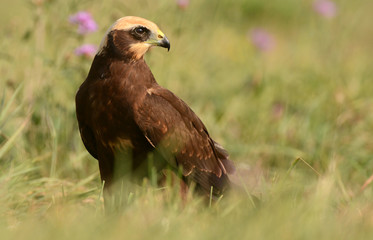 Marsh harrier