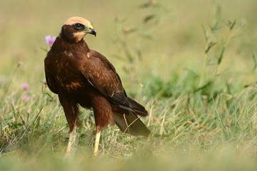 Marsh harrier