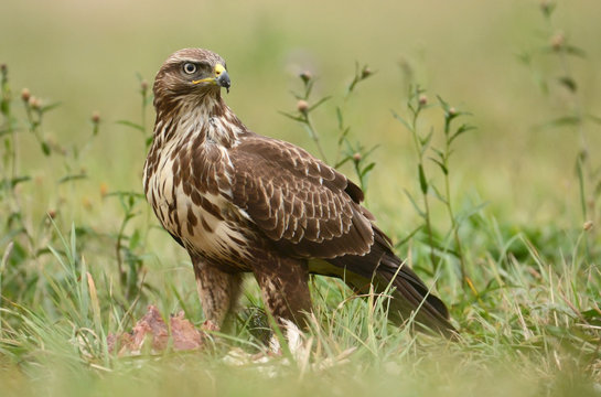 Common buzzard (Buteo buteo)