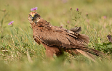 Marsh harrier