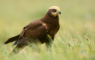 Marsh harrier