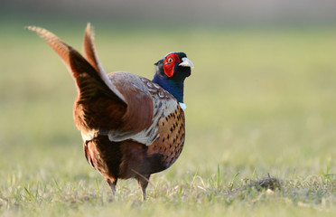Ringneck Pheasant (Phasianus colchicus)