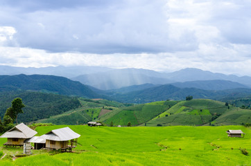 Rice terrace view in thailand with raining