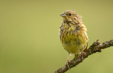 Yellowhammer