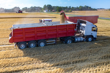 Fototapeta premium Filling the truck with wheat seeds