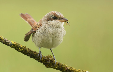 Red-backed Shrike