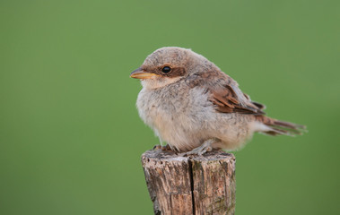 Red-backed Shrike