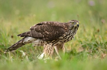 Obraz premium Young Sparrow hawk