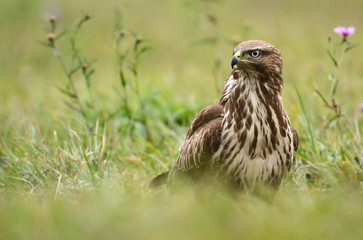 Common buzzard (Buteo buteo)