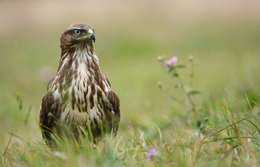 Common buzzard (Buteo buteo)