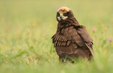 Marsh harrier