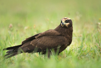 Marsh harrier