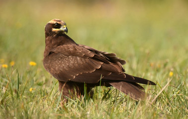 Marsh harrier