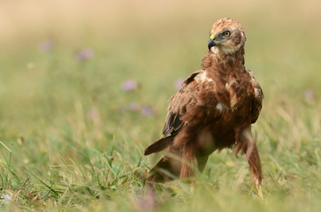 Marsh harrier
